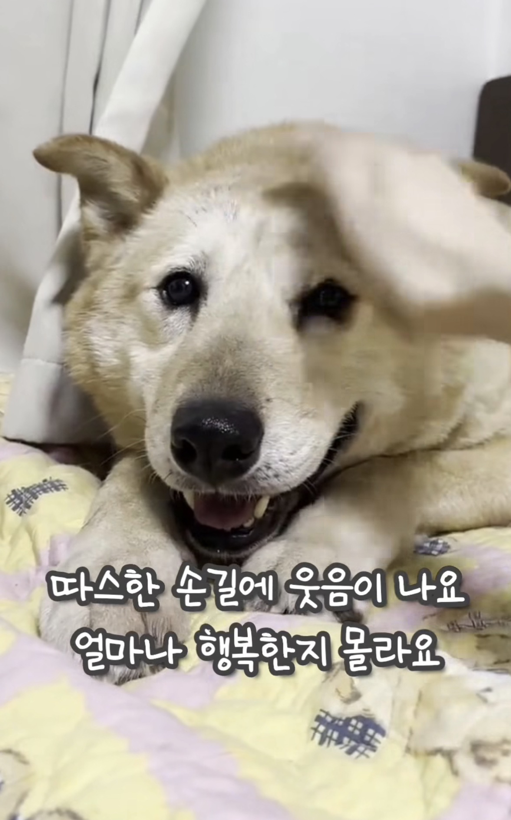 7년 쉼터생활 끝에 기적적으로 가정임보를 갔지만 오늘 다시 쉼터로 돌아가게 되어 눈물 흘리는 브라운 | 인스티즈