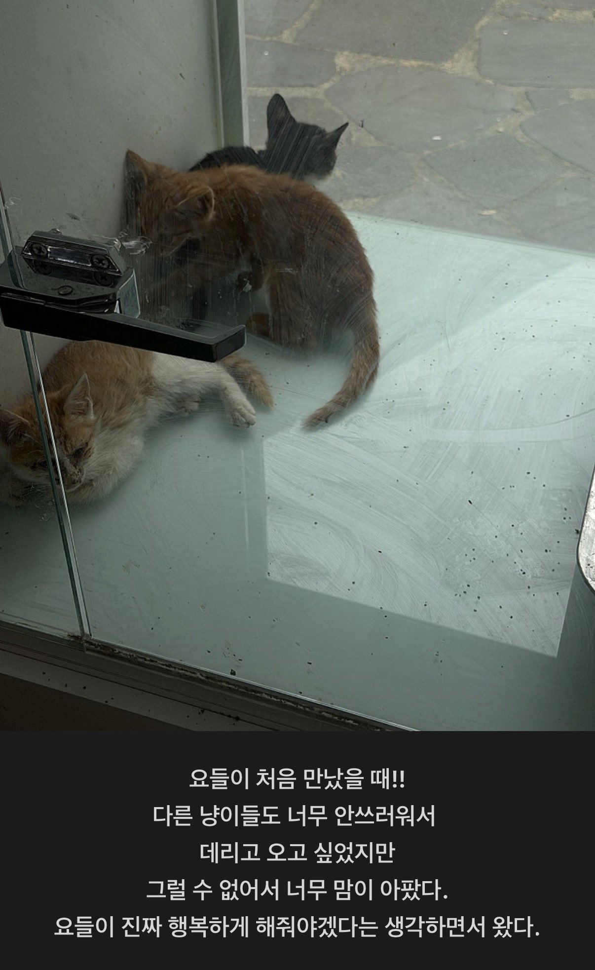 포인핸드에서 유기묘 데려온 남돌 | 인스티즈
