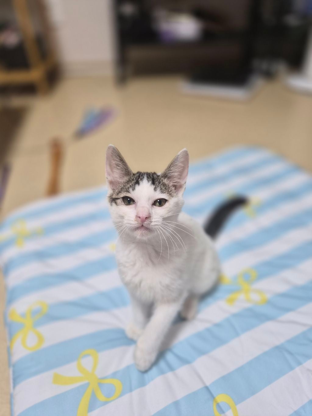 고등어력 만땅! 귀여운 고양이 보고 가세요 🐱 (입양홍보) | 인스티즈