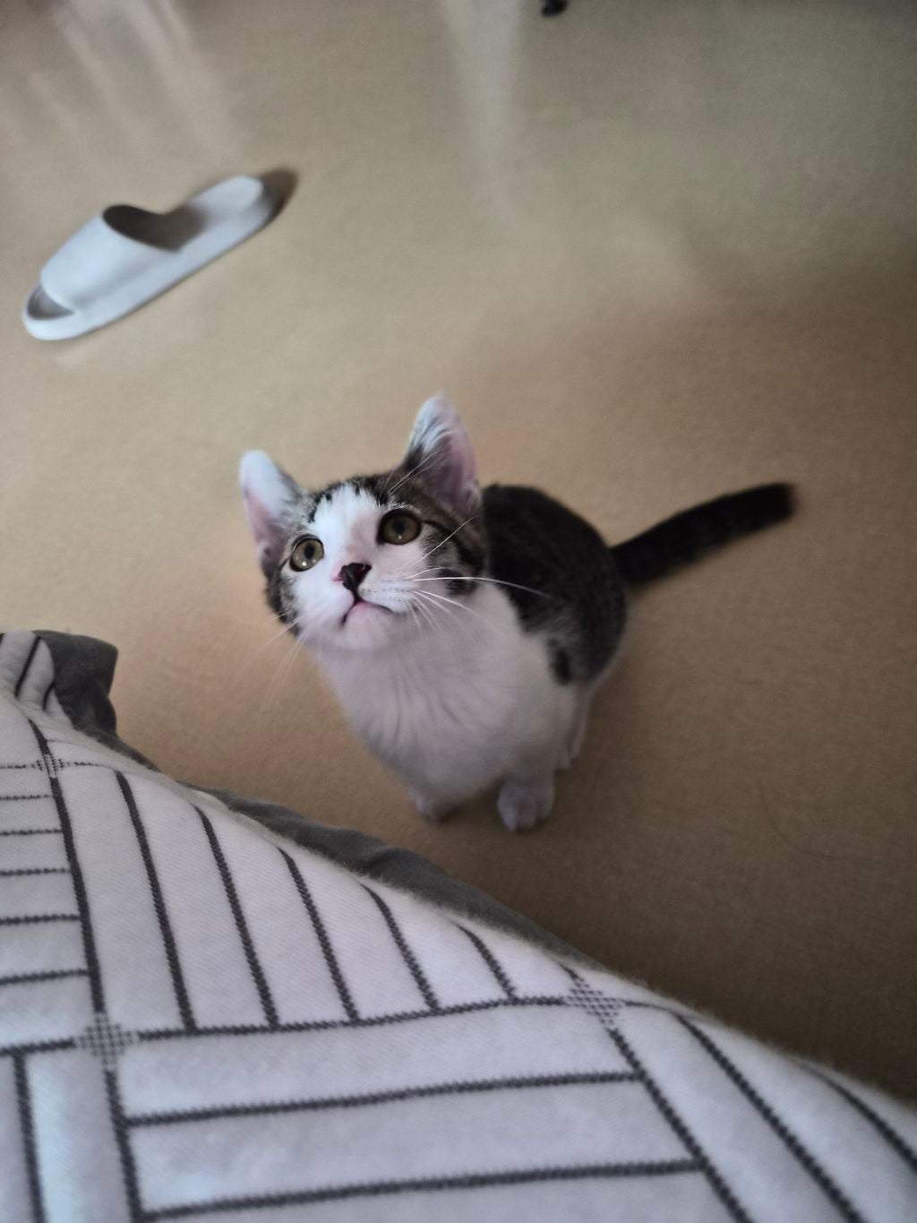 고등어력 만땅! 귀여운 고양이 보고 가세요 🐱 (입양홍보) | 인스티즈