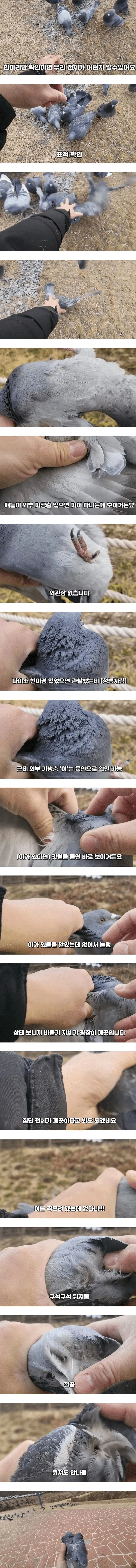 비둘기가 얼마나 더러운지 직접 보여주겠다는 유튜버 | 인스티즈