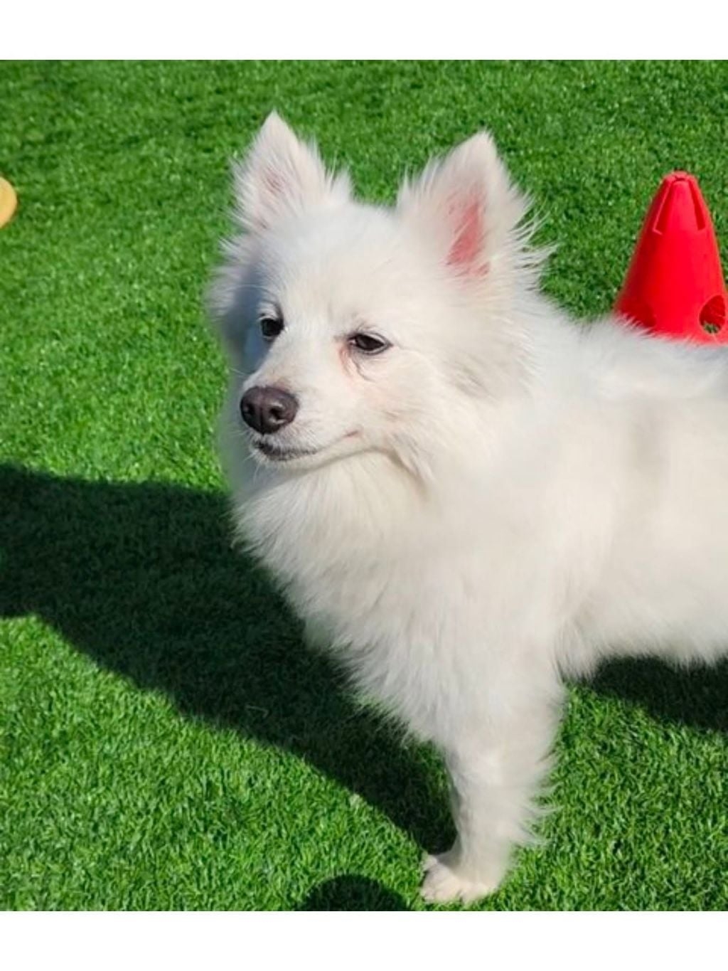 회사 사장님이 강아지를 산책 시켜 달라고 합니다 | 인스티즈