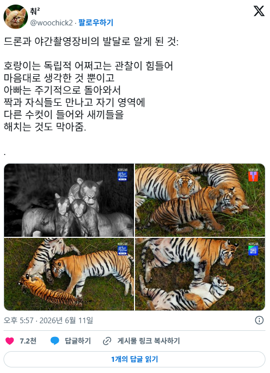 드론과 야간촬영장비의 발달로 알게 된 것🐯🐯🐯 | 인스티즈