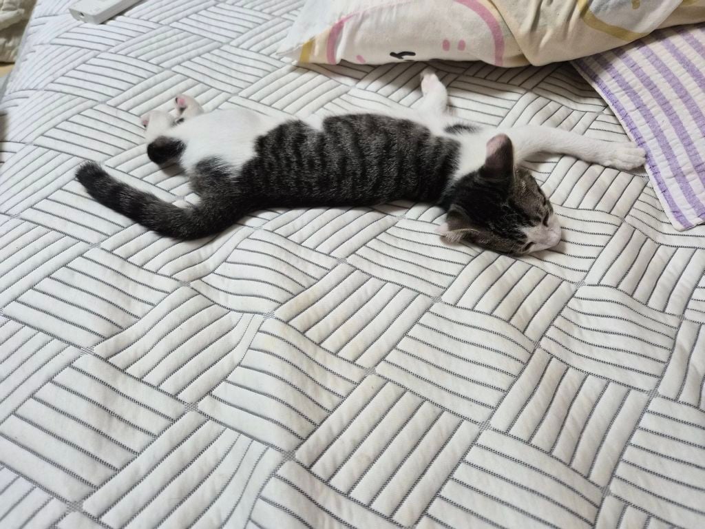 고등어력 만땅! 귀여운 고양이 보고 가세요 🐱 (입양홍보) | 인스티즈