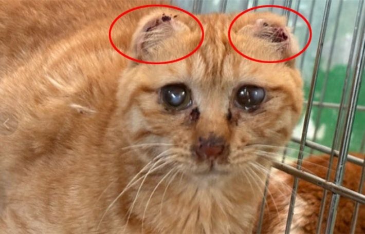 종이 오리듯 두 귀 잘라…고양이 '샛별이'에게 무슨 일이[댕댕냥냥] | 인스티즈