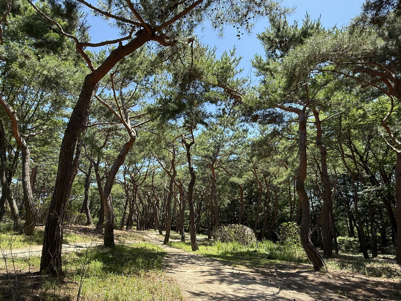 서울 한복판에 전국 전통숲을 다 모아놓은 정원 생김🌳 | 인스티즈