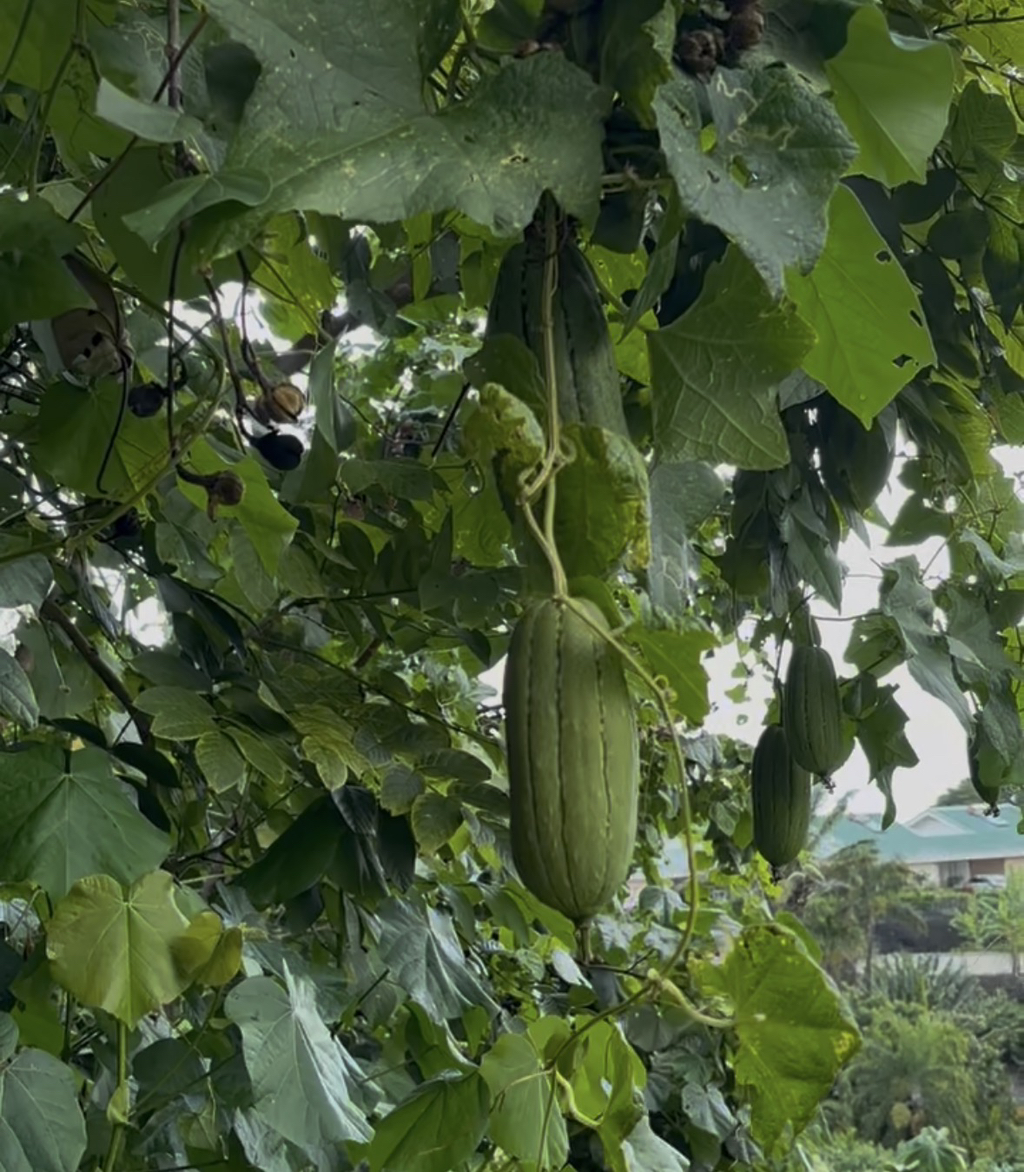 완벽이란 존재는 너인걸까? 수세미 예찬론 | 인스티즈