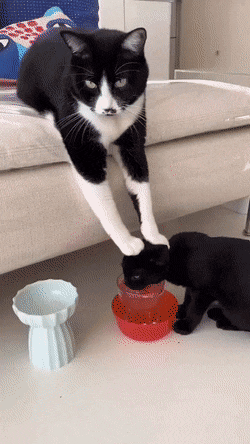 친구의 수분 보충이 부족할까봐 걱정됐던 고양이.gif | 인스티즈