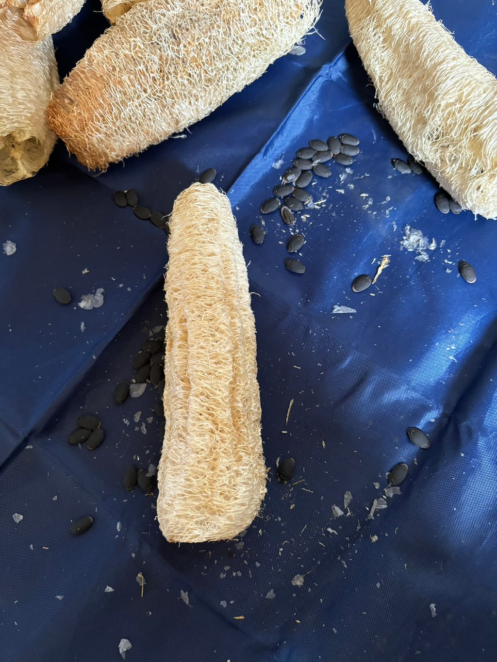 완벽이란 존재는 너인걸까? 수세미 예찬론 | 인스티즈