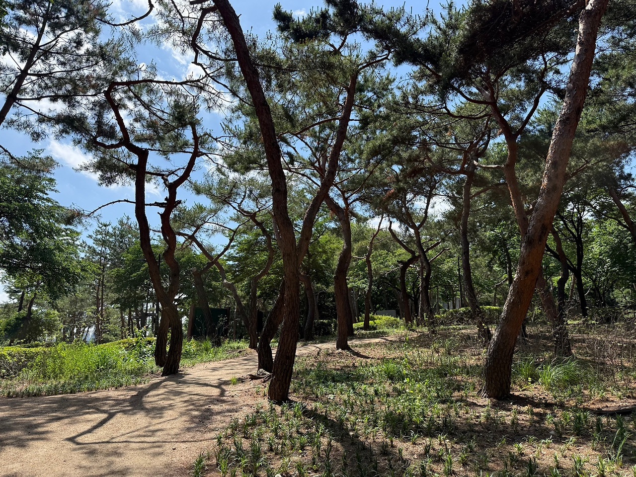 서울 한복판에 전국 전통숲을 다 모아놓은 정원 생김🌳 | 인스티즈