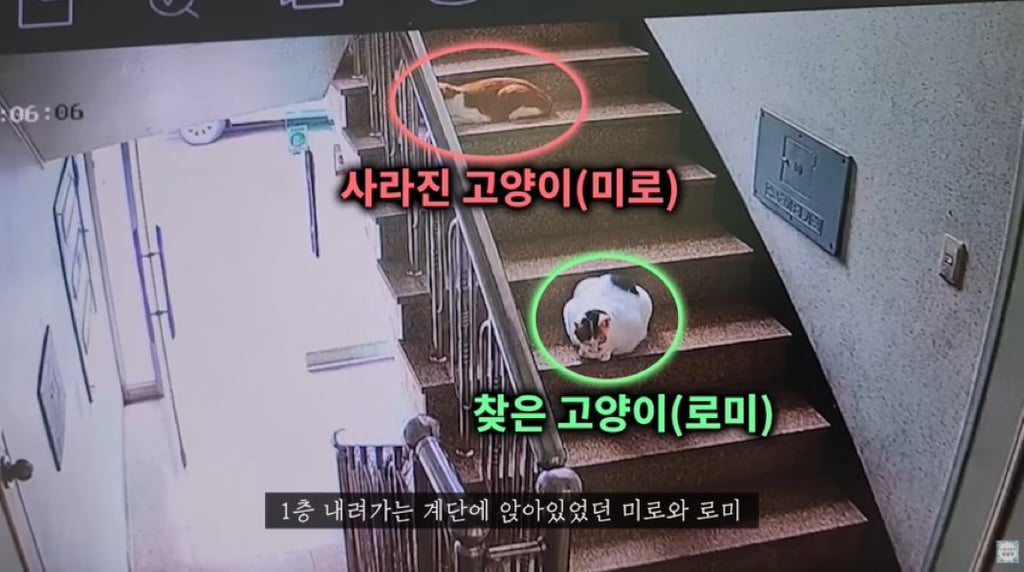 아 고양이탐정 유튜브 보는데 고양이 귀엽다.x | 인스티즈