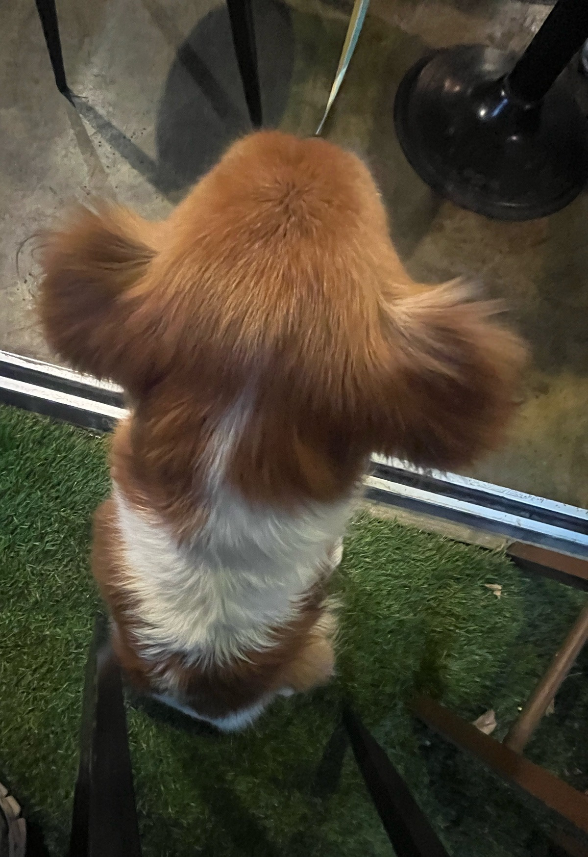 오늘 졸귀견이 나에게 엉덩을 딱 붙이고 만져달라해서 눈물나게 행복했다 | 인스티즈