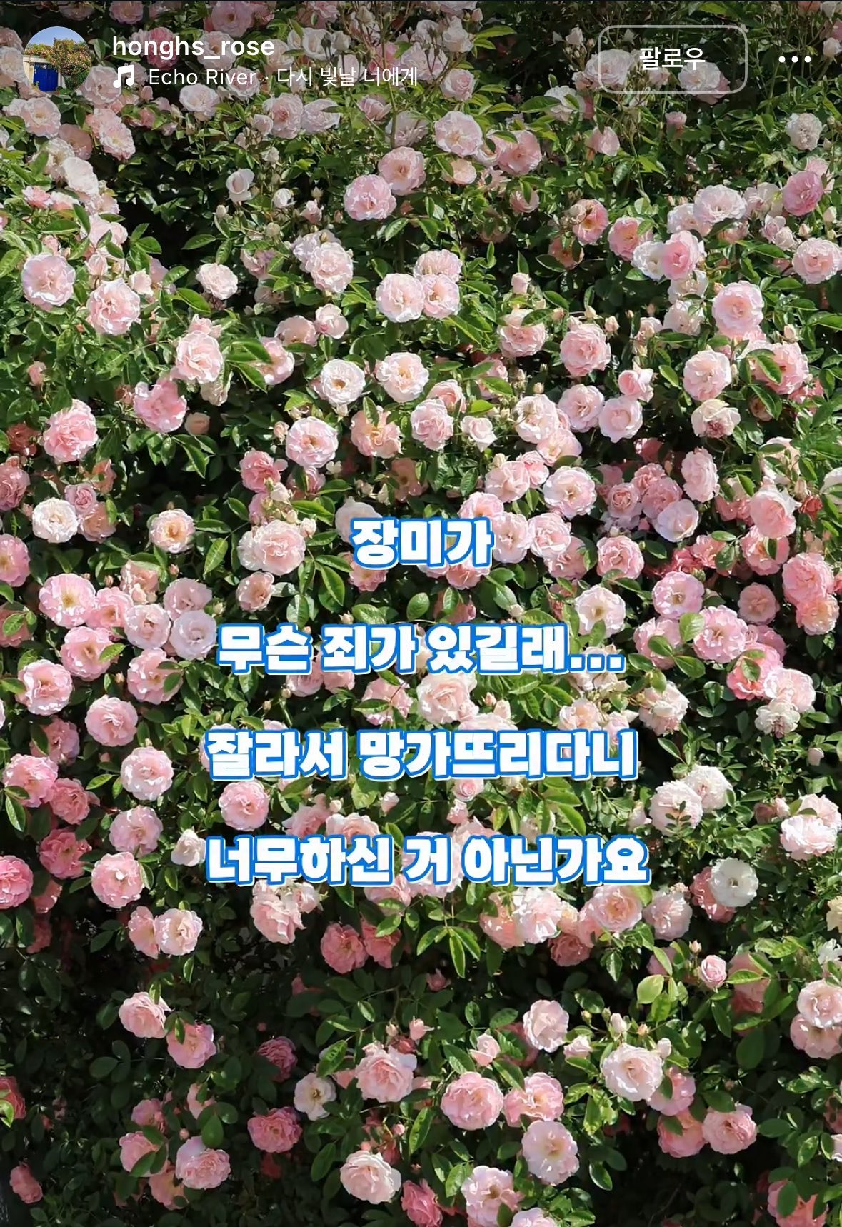 젊은 부부가 사유지 장미 무단으로 잘라서 훔쳐감 | 인스티즈