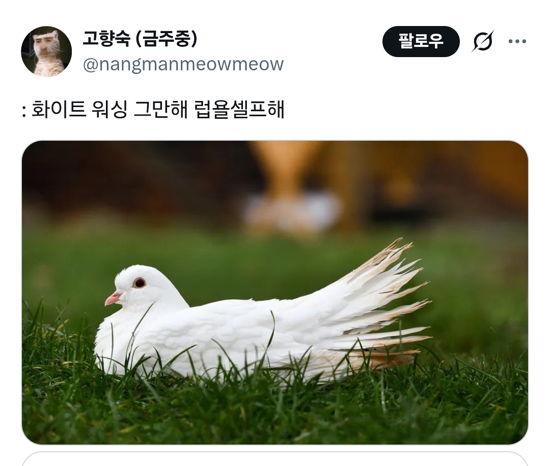 럽욜셆 못하는 비둘기들을 본 트위터 | 인스티즈