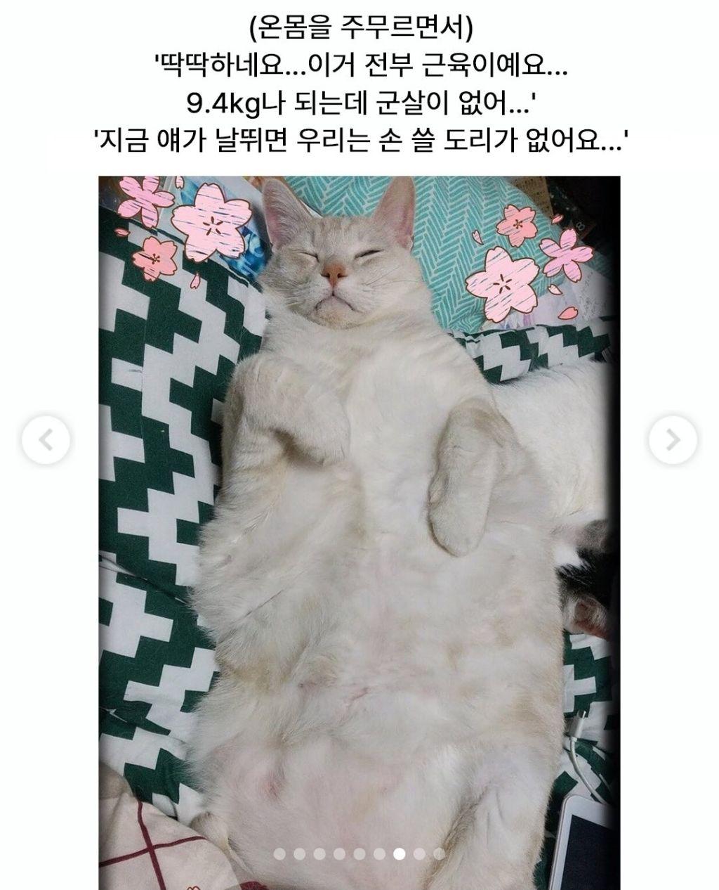 어머니에게 고양이 건강하냐고 물었더니 사진 한 장을 보내줬다.jpg | 인스티즈