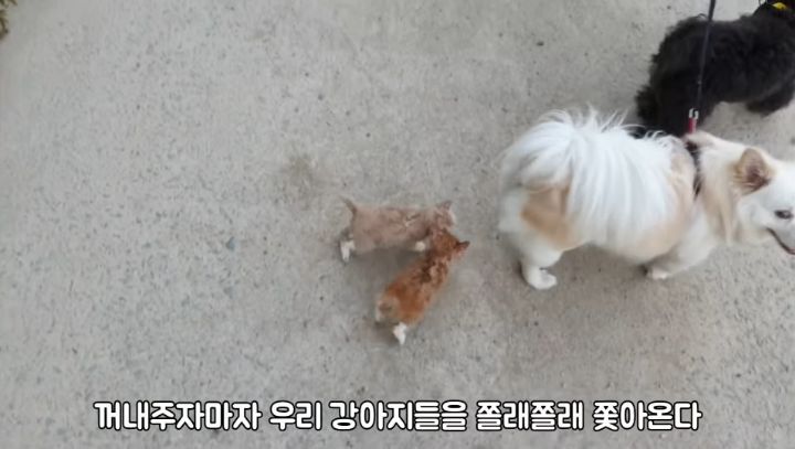 도랑에 빠진 새끼고양이를 구하고 냥택 된 유투버 | 인스티즈