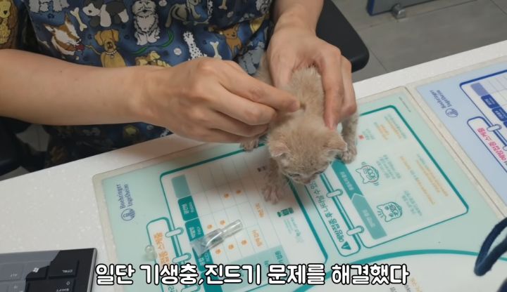 도랑에 빠진 새끼고양이를 구하고 냥택 된 유투버 | 인스티즈