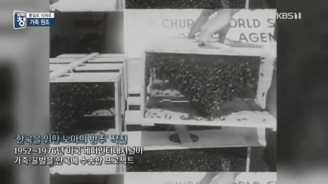 대한민국에 24년간 가축과 꿀벌을 공짜로 퍼준 미국 | 인스티즈