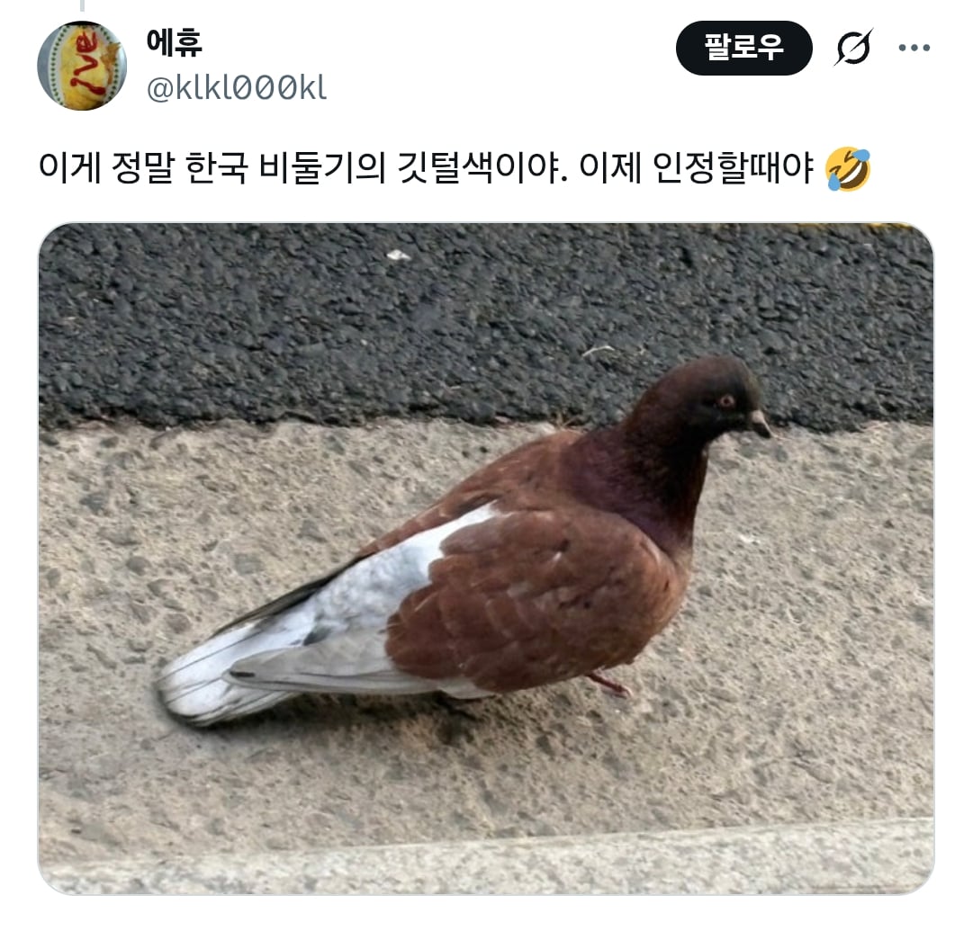 럽욜셆 못하는 비둘기들을 본 트위터 | 인스티즈