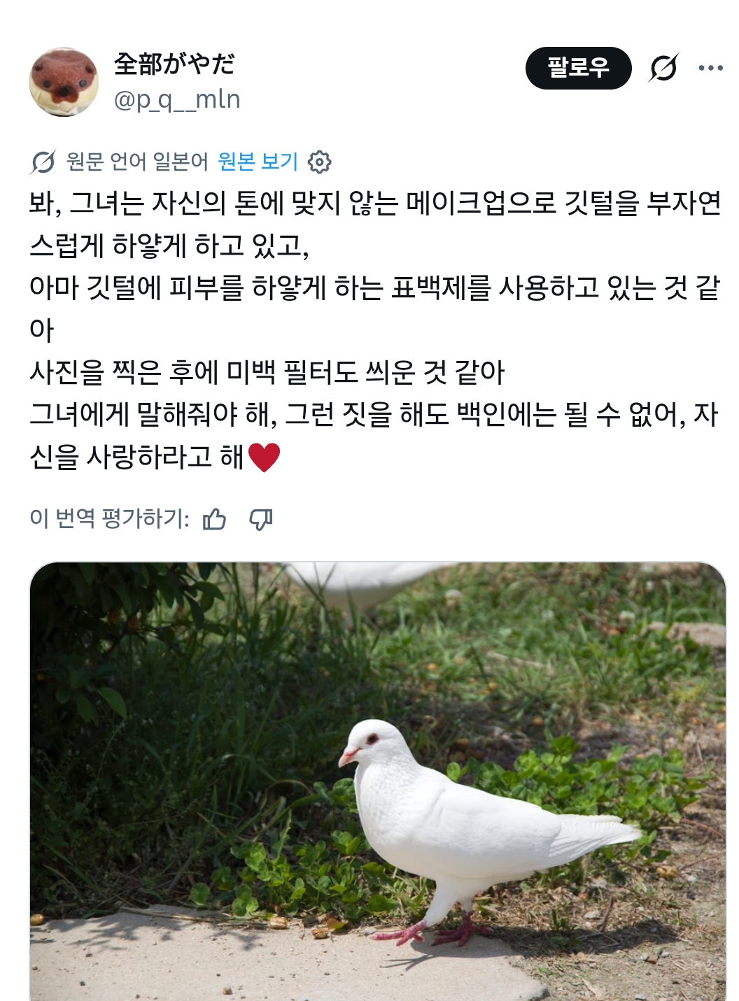 럽욜셆 못하는 비둘기들을 본 트위터 | 인스티즈
