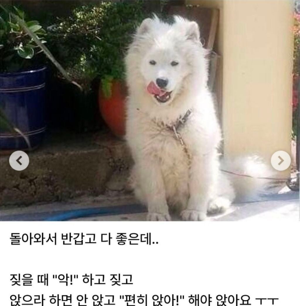 3개월 간 해병대 입대했다가 돌아온 강아지 | 인스티즈