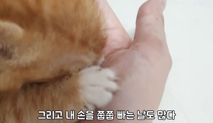 도랑에 빠진 새끼고양이를 구하고 냥택 된 유투버 | 인스티즈