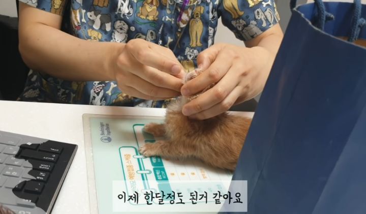 도랑에 빠진 새끼고양이를 구하고 냥택 된 유투버 | 인스티즈