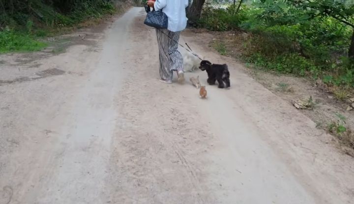 도랑에 빠진 새끼고양이를 구하고 냥택 된 유투버 | 인스티즈
