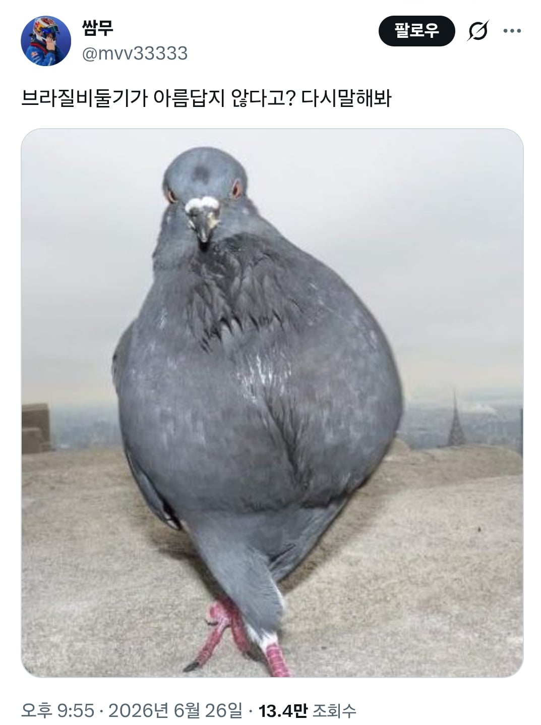 럽욜셆 못하는 비둘기들을 본 트위터 | 인스티즈