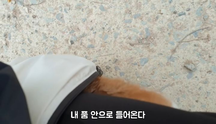 도랑에 빠진 새끼고양이를 구하고 냥택 된 유투버 | 인스티즈