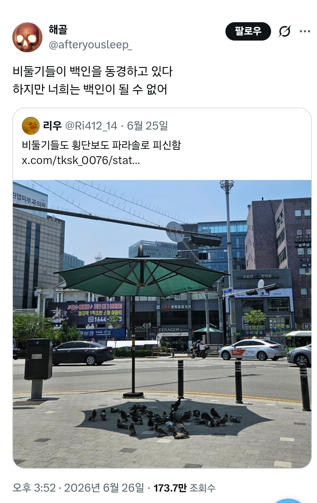 럽욜셆 못하는 비둘기들을 본 트위터 | 인스티즈