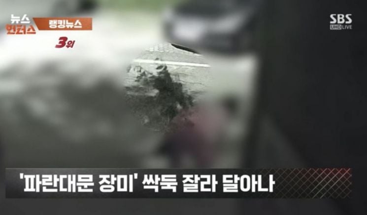 "젊은 부부가 야밤에 '싹둑'"…수년 정성 쏟은 '장미 핫플' 털렸다 | 인스티즈