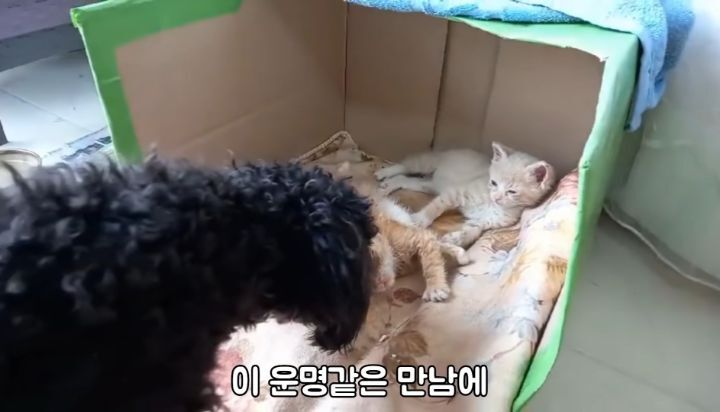도랑에 빠진 새끼고양이를 구하고 냥택 된 유투버 | 인스티즈