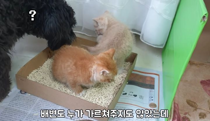 도랑에 빠진 새끼고양이를 구하고 냥택 된 유투버 | 인스티즈