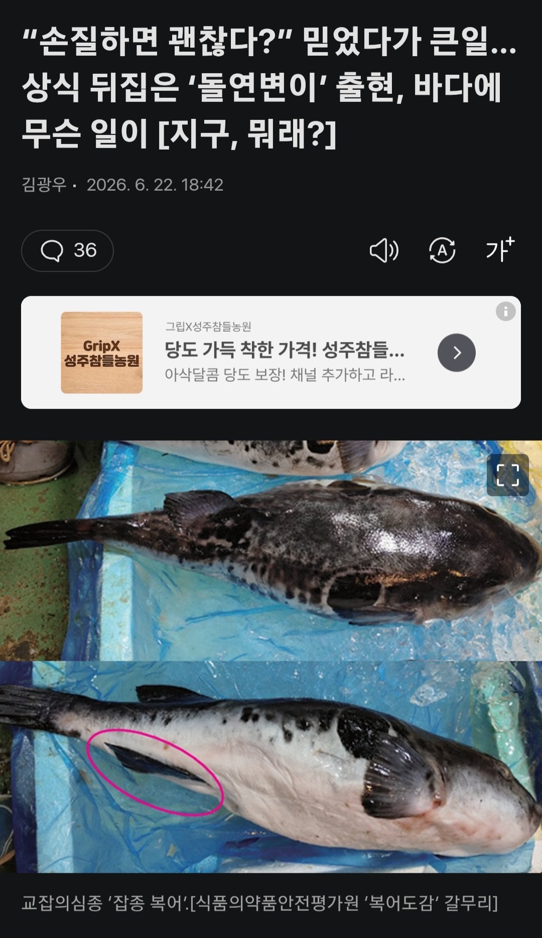손질해도 독이 안사라지는 돌연변이 복어 등장.gisa | 인스티즈