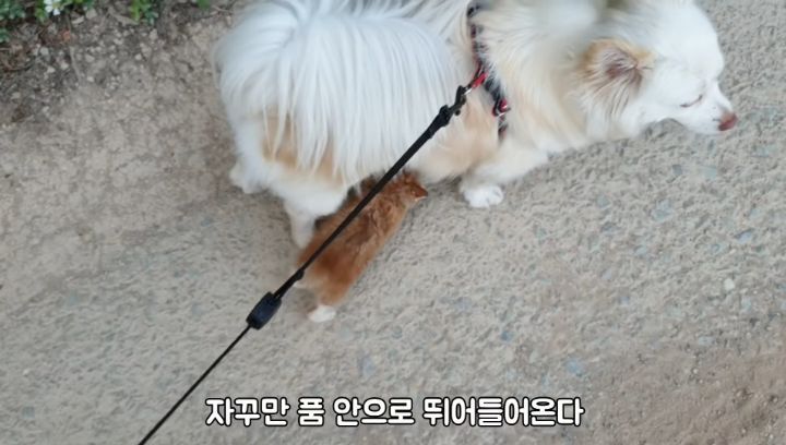 도랑에 빠진 새끼고양이를 구하고 냥택 된 유투버 | 인스티즈