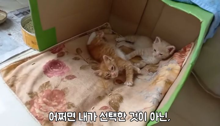 도랑에 빠진 새끼고양이를 구하고 냥택 된 유투버 | 인스티즈