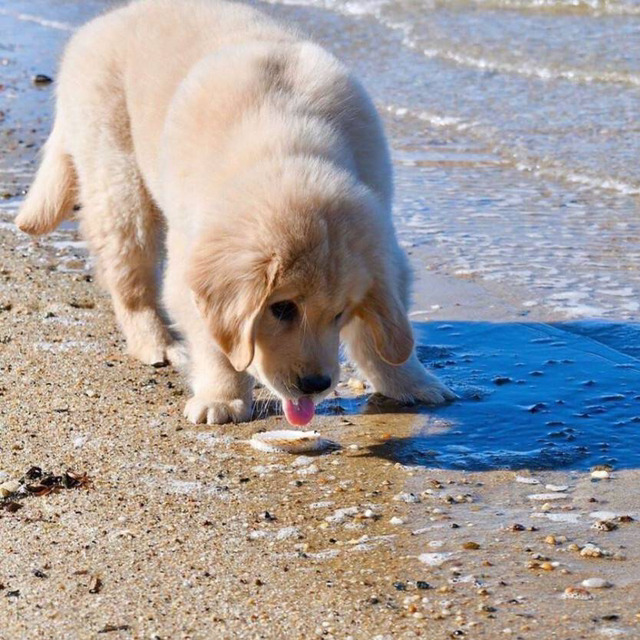 바닷물을 처음 맛본 아기 찹츄 🐾 | 인스티즈