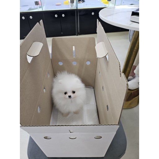 펫샵분들은 진짜 부끄러운게 없나봄 | 인스티즈