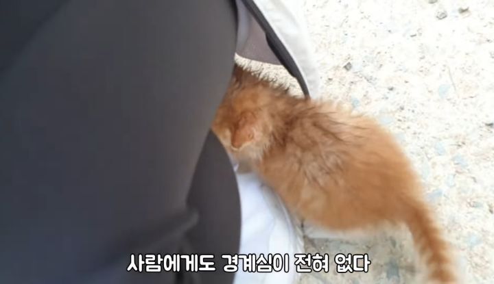 도랑에 빠진 새끼고양이를 구하고 냥택 된 유투버 | 인스티즈