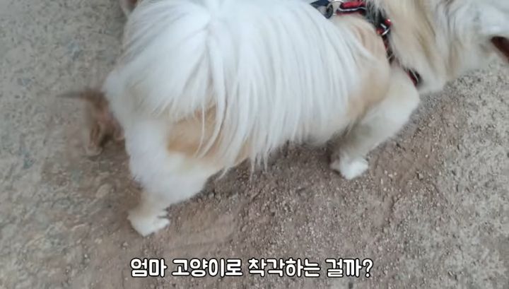 도랑에 빠진 새끼고양이를 구하고 냥택 된 유투버 | 인스티즈