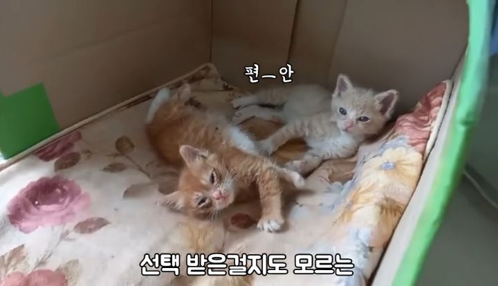 도랑에 빠진 새끼고양이를 구하고 냥택 된 유투버 | 인스티즈