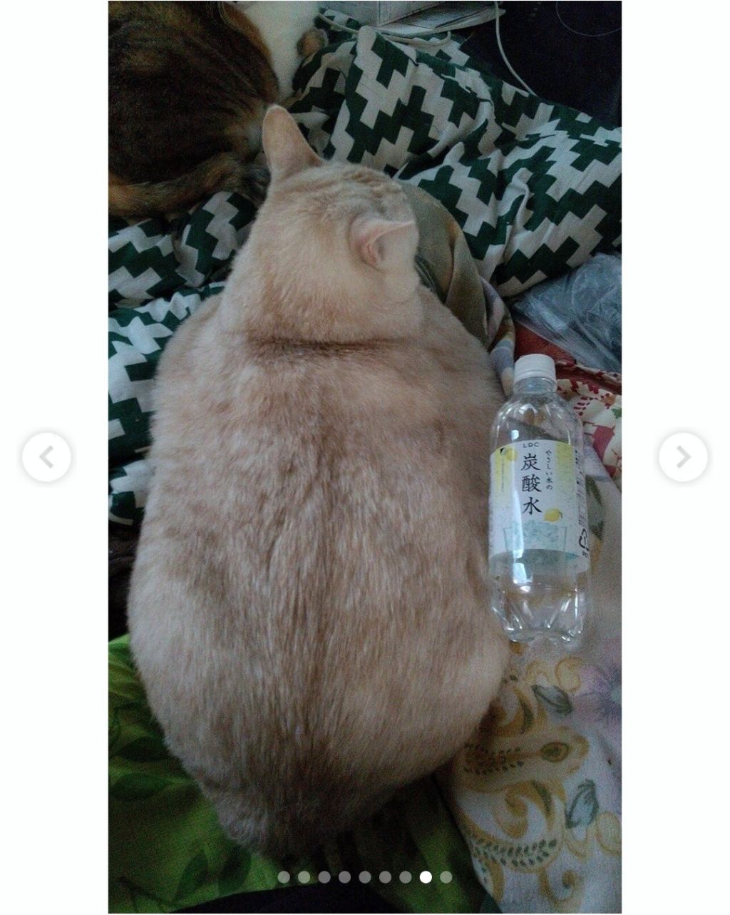 어머니에게 고양이 건강하냐고 물었더니 사진 한 장을 보내줬다.jpg | 인스티즈