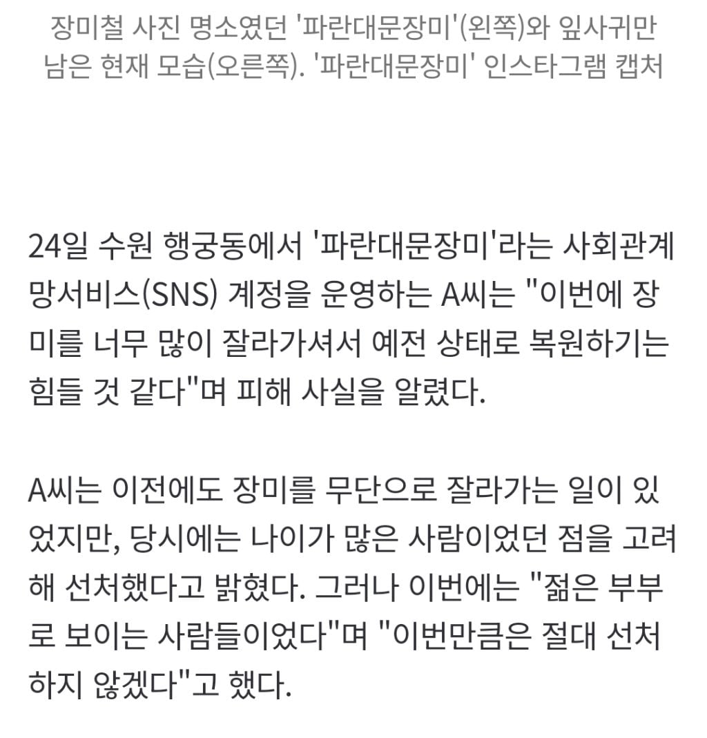 "젊은 부부가 야밤에 '싹둑'"…수년 정성 쏟은 '장미 핫플' 털렸다 | 인스티즈