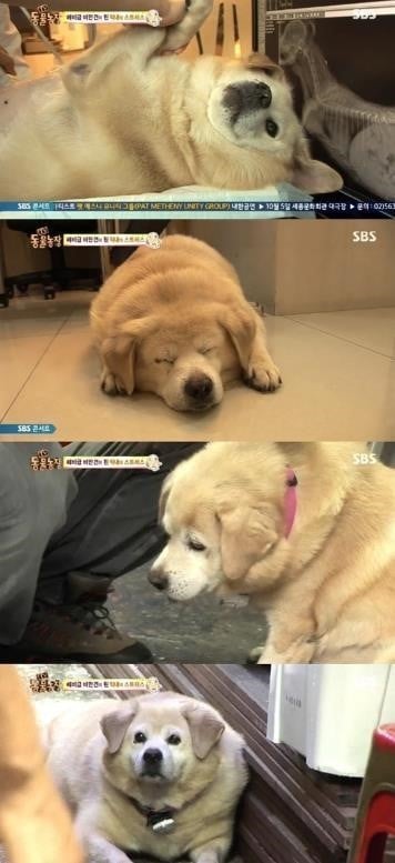 뚱냥이, 뚱멍이도 학대다 | 인스티즈