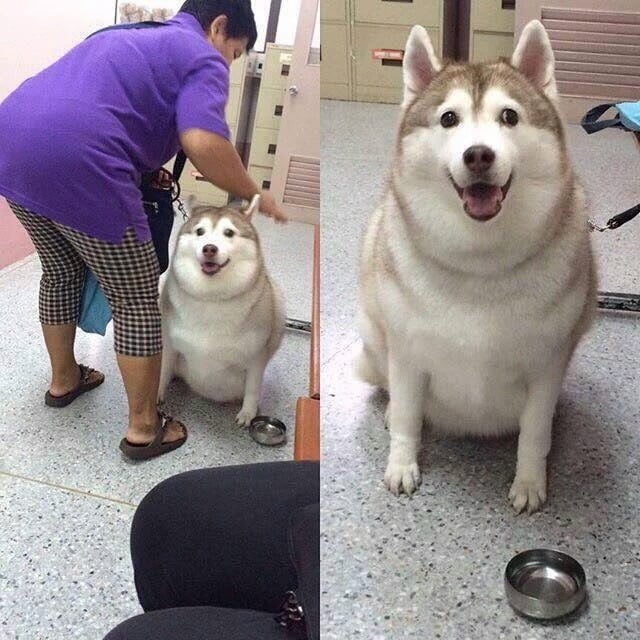 뚱냥이, 뚱멍이도 학대다 | 인스티즈