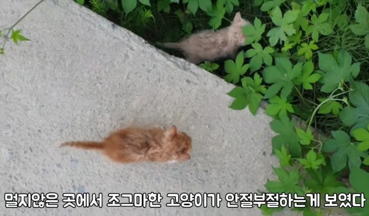 도랑에 빠진 새끼고양이를 구하고 냥택 된 유투버 | 인스티즈