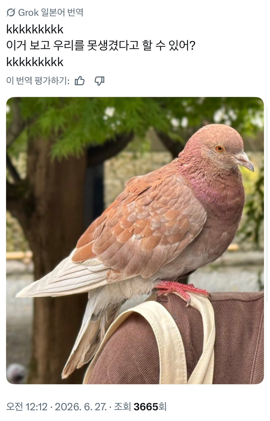 ???: 비둘기들이 백인을 동경하고있다 | 인스티즈