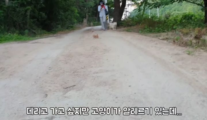 도랑에 빠진 새끼고양이를 구하고 냥택 된 유투버 | 인스티즈