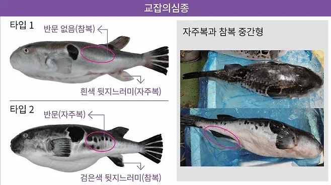 요즘 복어 근황 | 인스티즈